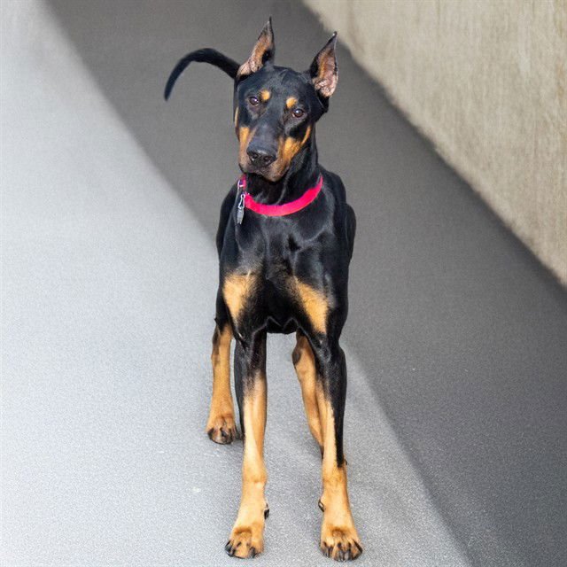ZORRO - Doberman Pinscher available for adoption