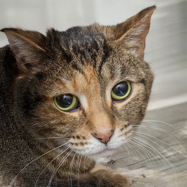 MIA - Domestic Short Hair available for adoption