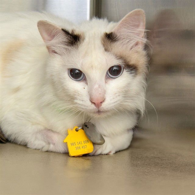 PRETZEL - Snowshoe available for adoption