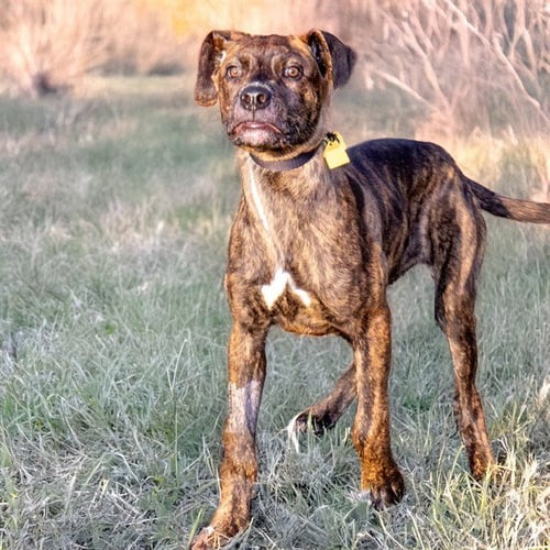 DIPSY - Mastiff available for adoption