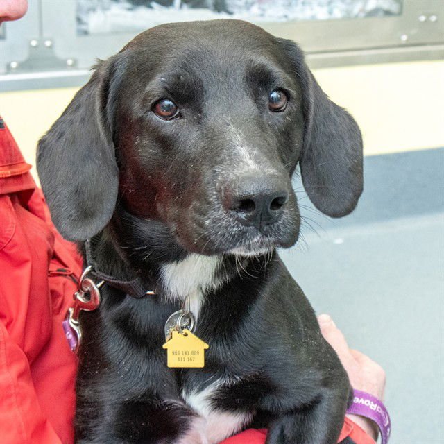 ELLIOTT - Labrador Retriever available for adoption