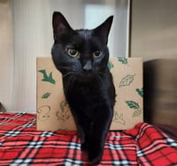 ELVIRA - Photo 1