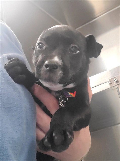 DEWEY - Pit Bull Terrier available for adoption