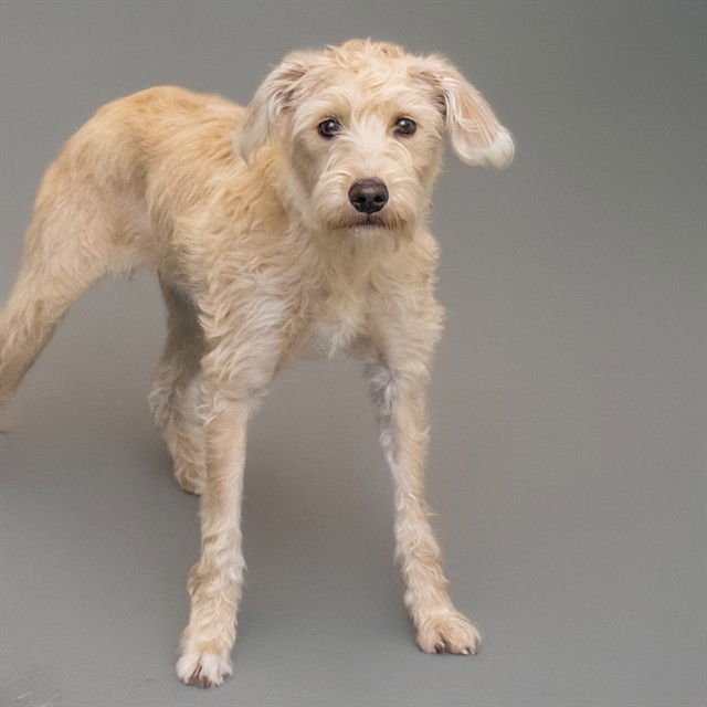 WINNIE - Poodle (Standard) / Golden Retriever available for adoption