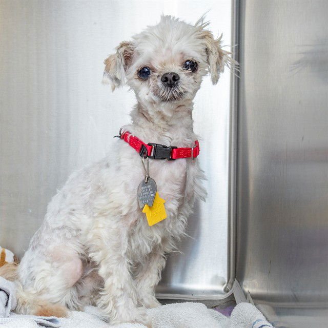 STITCH - Shih Tzu / Maltese available for adoption