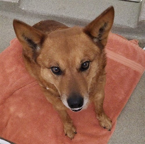 TINY - Australian Cattle Dog/Blue Heeler available for adoption