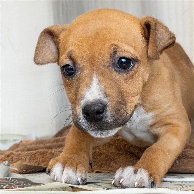 MARJORIE - Catahoula Leopard Dog available for adoption