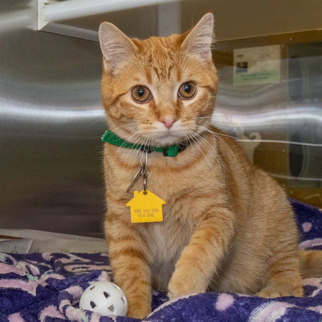 STITCH - Domestic Short Hair available for adoption