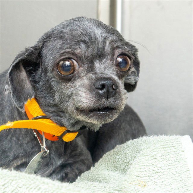 BELLA YORK - Shih Tzu available for adoption