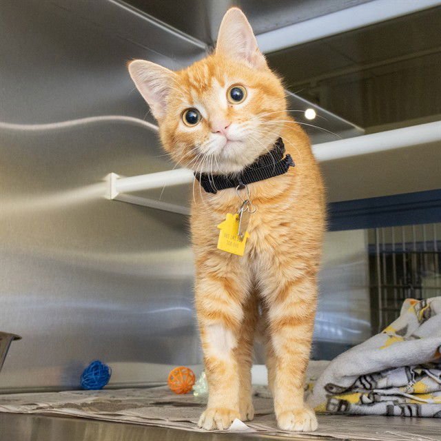 BUGS BUNNY - Domestic Short Hair available for adoption