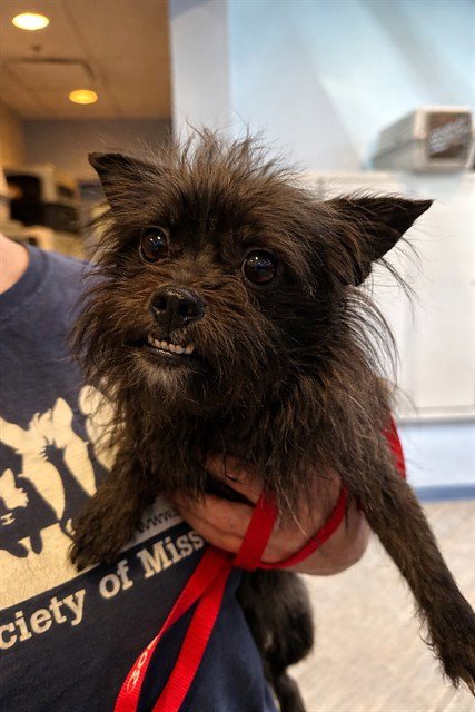SCRUFFY - Brussels Griffon available for adoption