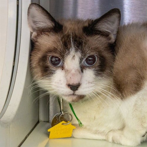 CRACKER JACK - Snowshoe available for adoption
