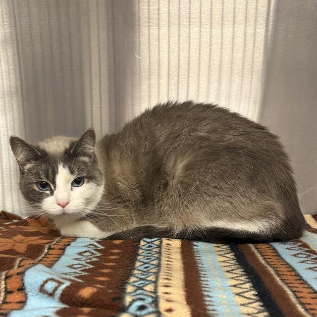 PRINCETON - Snowshoe available for adoption