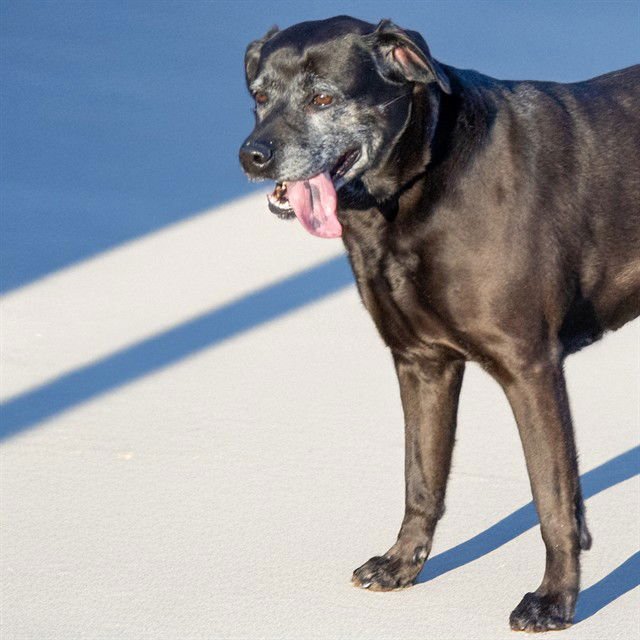 MIDNIGHT - Labrador Retriever / German Shepherd Dog available for adoption