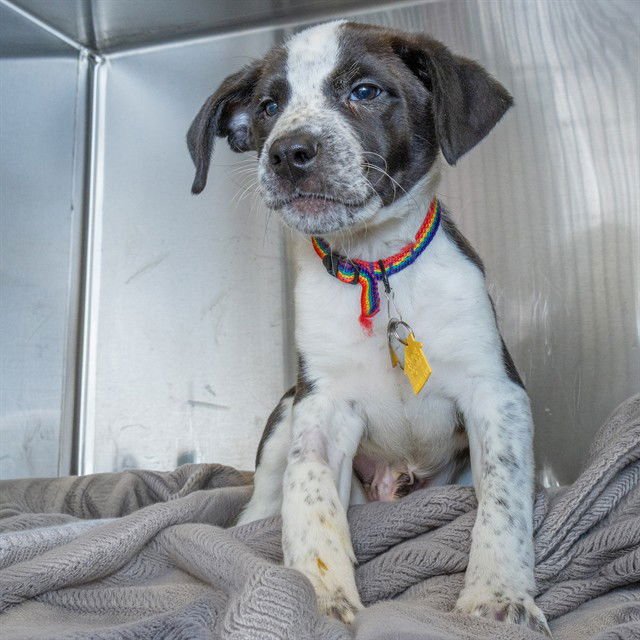 POP - Labrador Retriever / Australian Cattle Dog/Blue Heeler available for adoption