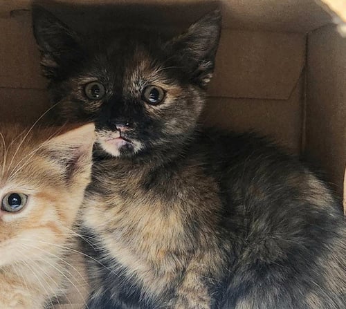 MANGO HABANERO - Domestic Short Hair available for adoption