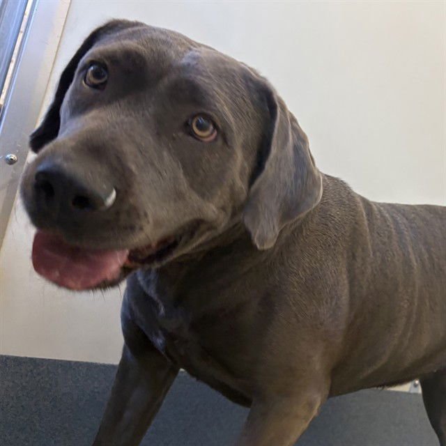 KAY - Labrador Retriever available for adoption