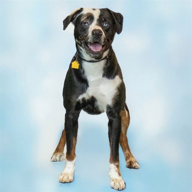 KINGSTON - Australian Cattle Dog/Blue Heeler available for adoption