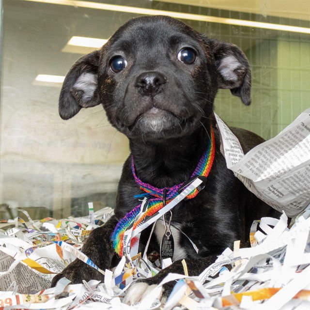 VIOLET - Labrador Retriever available for adoption