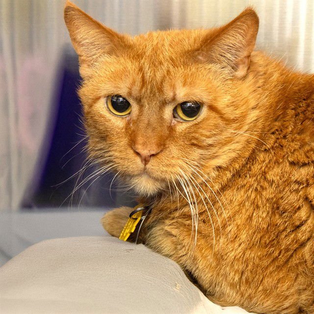 GUS - Domestic Short Hair available for adoption