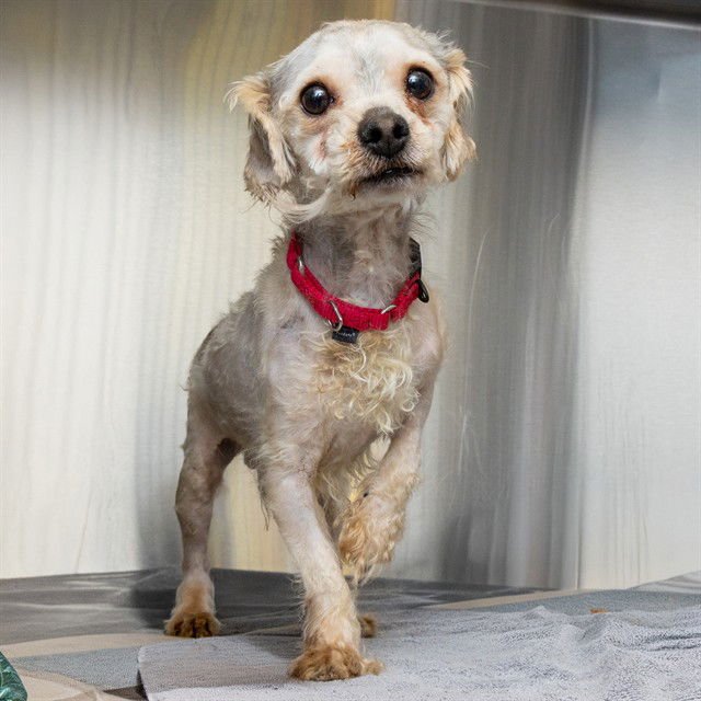 KYLO - Yorkshire Terrier Yorkie available for adoption