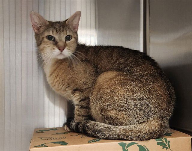 KITTY - Domestic Short Hair available for adoption