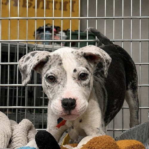 BIKINI - Pit Bull Terrier available for adoption