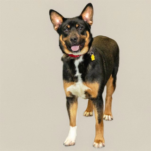 BUCK - Australian Cattle Dog/Blue Heeler available for adoption