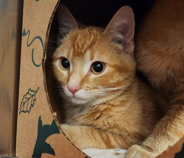 DAFFY DUCK - Domestic Short Hair available for adoption