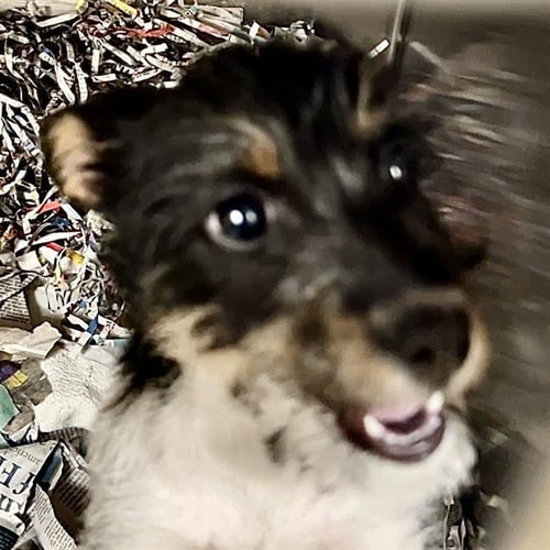 JESSICA - Parson Russell Terrier available for adoption