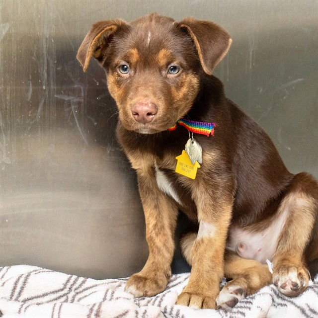 WILL - German Shepherd Dog / Siberian Husky available for adoption