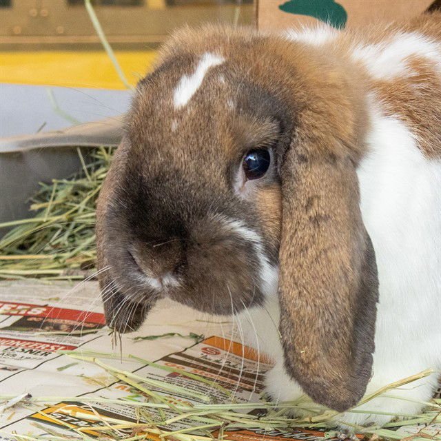 MCMUFFIN - English Lop available for adoption
