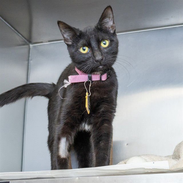 MIA - Domestic Short Hair available for adoption