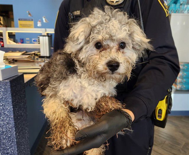 BONDI - Poodle (Miniature) / Yorkshire Terrier Yorkie available for adoption