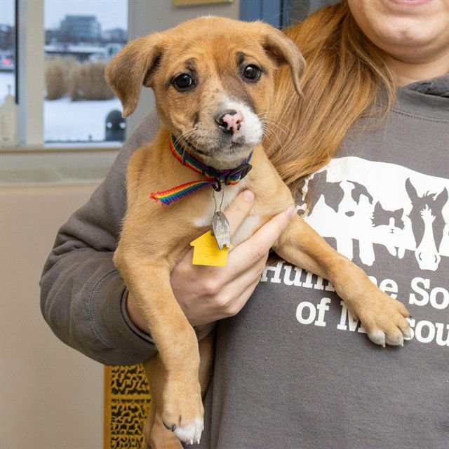 AUGUSTINE - Catahoula Leopard Dog available for adoption