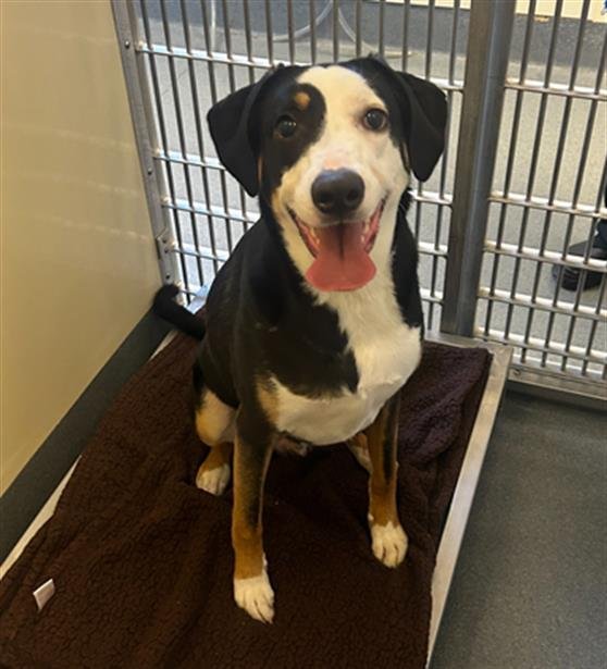 ZEUS - Treeing Walker Coonhound available for adoption