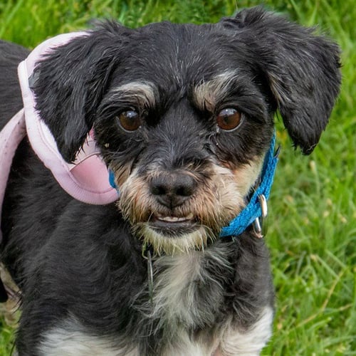 NOLAN - Miniature Schnauzer available for adoption
