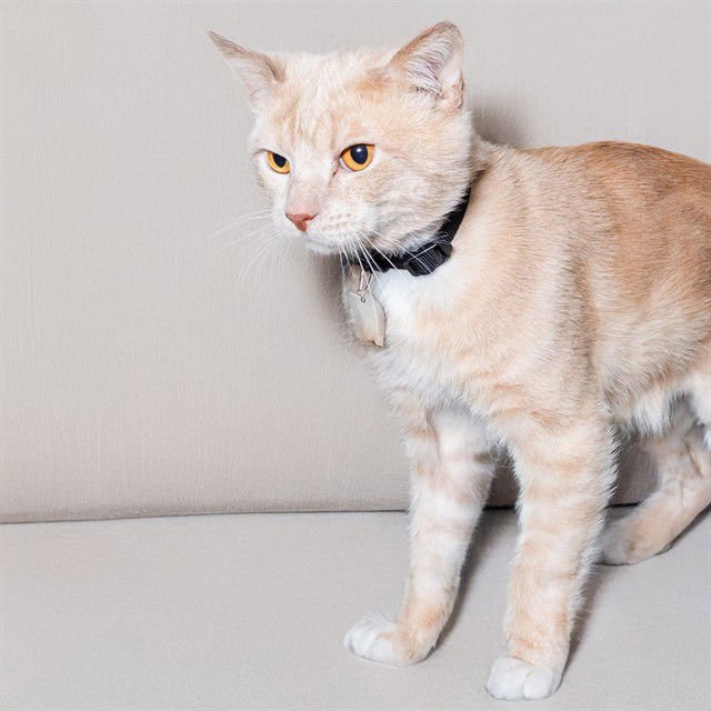 REGINALD - Domestic Short Hair available for adoption