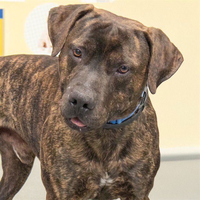 EMERSON - Mastiff available for adoption