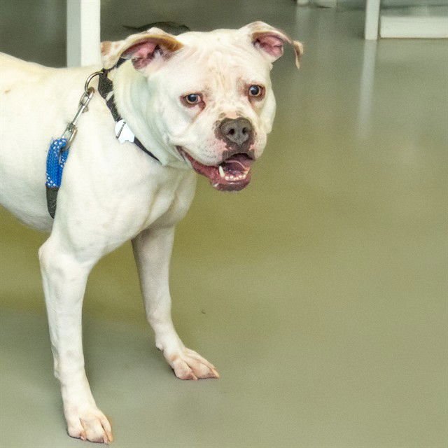 BEANS - American Bulldog / Pit Bull Terrier available for adoption