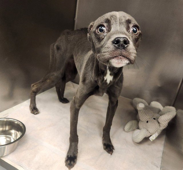 PENNY - Pit Bull Terrier available for adoption