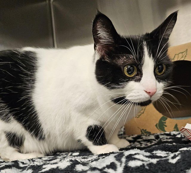 KITTY - Domestic Short Hair available for adoption