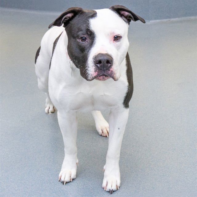 SANTOS - Pit Bull Terrier available for adoption