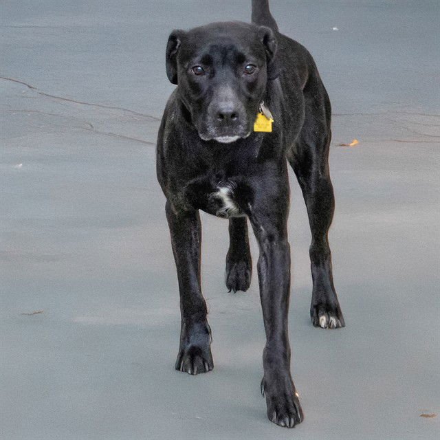 DUCHESS - Labrador Retriever / Pit Bull Terrier available for adoption