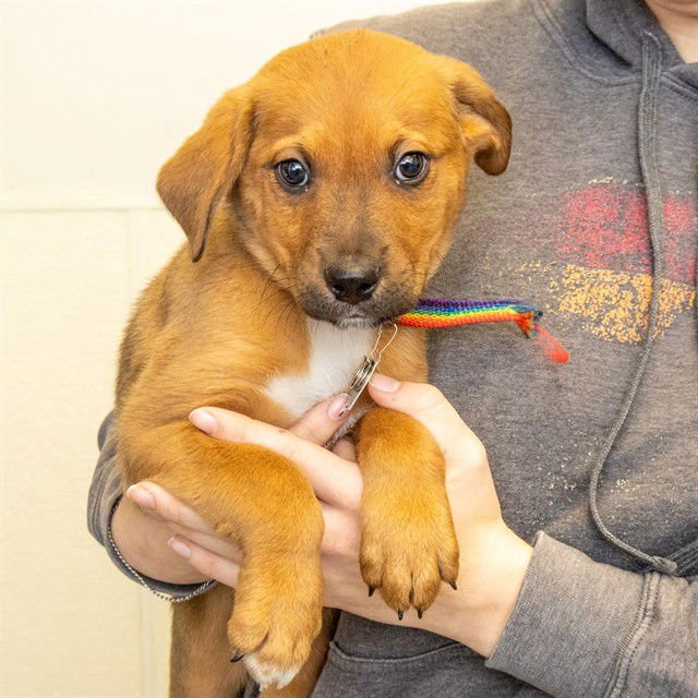 KANAN - Labrador Retriever / German Shepherd Dog available for adoption