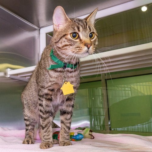 PILLSBURY - Domestic Short Hair available for adoption