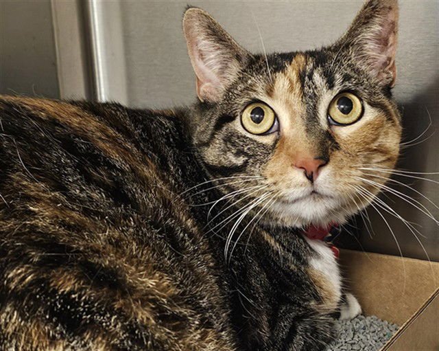 PEACHES - Domestic Short Hair available for adoption