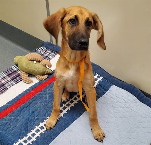 FIREFLY - Bloodhound available for adoption