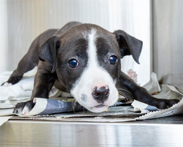 OPHELIA - Catahoula Leopard Dog available for adoption