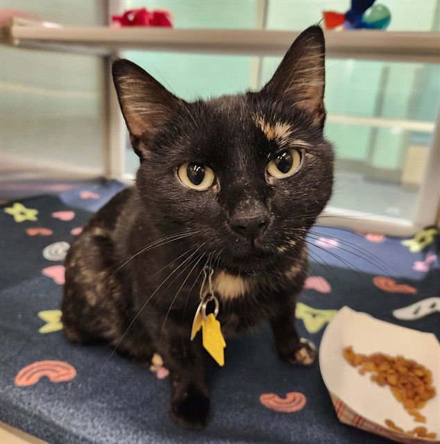 WEDNESDAY - Domestic Short Hair available for adoption